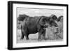 Awesome South Africa Collection B&W - African Elephant III-Philippe Hugonnard-Framed Photographic Print