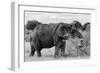 Awesome South Africa Collection B&W - African Elephant III-Philippe Hugonnard-Framed Photographic Print