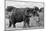 Awesome South Africa Collection B&W - African Elephant III-Philippe Hugonnard-Mounted Photographic Print