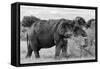 Awesome South Africa Collection B&W - African Elephant III-Philippe Hugonnard-Framed Stretched Canvas