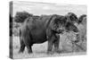 Awesome South Africa Collection B&W - African Elephant III-Philippe Hugonnard-Stretched Canvas