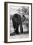 Awesome South Africa Collection B&W - African Elephant Portrait I-Philippe Hugonnard-Framed Photographic Print