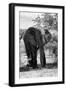 Awesome South Africa Collection B&W - African Elephant Portrait I-Philippe Hugonnard-Framed Photographic Print