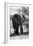 Awesome South Africa Collection B&W - African Elephant Portrait I-Philippe Hugonnard-Framed Photographic Print