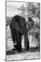 Awesome South Africa Collection B&W - African Elephant Portrait I-Philippe Hugonnard-Mounted Photographic Print