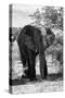 Awesome South Africa Collection B&W - African Elephant Portrait I-Philippe Hugonnard-Stretched Canvas