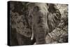 Awesome South Africa Collection B&W - African Elephant Portrait II-Philippe Hugonnard-Stretched Canvas