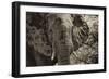 Awesome South Africa Collection B&W - African Elephant Portrait II-Philippe Hugonnard-Framed Photographic Print