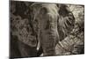 Awesome South Africa Collection B&W - African Elephant Portrait II-Philippe Hugonnard-Mounted Photographic Print