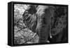 Awesome South Africa Collection B&W - African Elephant Portrait III-Philippe Hugonnard-Framed Stretched Canvas