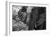 Awesome South Africa Collection B&W - African Elephant Portrait III-Philippe Hugonnard-Framed Photographic Print