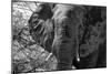 Awesome South Africa Collection B&W - African Elephant Portrait III-Philippe Hugonnard-Mounted Photographic Print