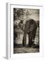 Awesome South Africa Collection B&W - African Elephant Portrait-Philippe Hugonnard-Framed Photographic Print