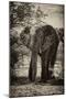 Awesome South Africa Collection B&W - African Elephant Portrait-Philippe Hugonnard-Mounted Photographic Print