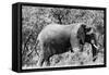 Awesome South Africa Collection B&W - African Elephant-Philippe Hugonnard-Framed Stretched Canvas