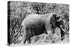 Awesome South Africa Collection B&W - African Elephant-Philippe Hugonnard-Stretched Canvas