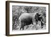 Awesome South Africa Collection B&W - African Elephant-Philippe Hugonnard-Framed Photographic Print