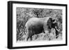 Awesome South Africa Collection B&W - African Elephant-Philippe Hugonnard-Framed Photographic Print