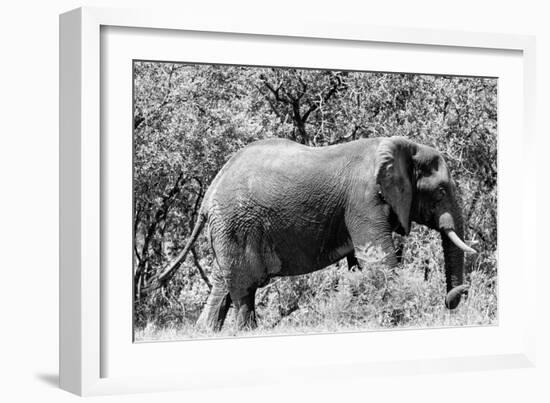 Awesome South Africa Collection B&W - African Elephant-Philippe Hugonnard-Framed Photographic Print