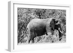 Awesome South Africa Collection B&W - African Elephant-Philippe Hugonnard-Framed Photographic Print