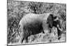 Awesome South Africa Collection B&W - African Elephant-Philippe Hugonnard-Mounted Photographic Print