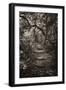 Awesome South Africa Collection B&W - African Forest I-Philippe Hugonnard-Framed Photographic Print