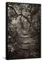 Awesome South Africa Collection B&W - African Forest I-Philippe Hugonnard-Framed Stretched Canvas