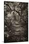 Awesome South Africa Collection B&W - African Forest I-Philippe Hugonnard-Stretched Canvas