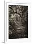 Awesome South Africa Collection B&W - African Forest I-Philippe Hugonnard-Framed Photographic Print