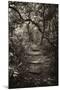 Awesome South Africa Collection B&W - African Forest I-Philippe Hugonnard-Mounted Photographic Print