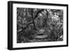 Awesome South Africa Collection B&W - African Forest II-Philippe Hugonnard-Framed Photographic Print