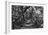 Awesome South Africa Collection B&W - African Forest II-Philippe Hugonnard-Framed Photographic Print