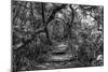 Awesome South Africa Collection B&W - African Forest II-Philippe Hugonnard-Mounted Photographic Print