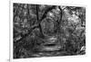 Awesome South Africa Collection B&W - African Forest II-Philippe Hugonnard-Framed Photographic Print