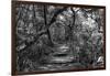 Awesome South Africa Collection B&W - African Forest II-Philippe Hugonnard-Framed Photographic Print