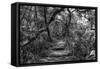 Awesome South Africa Collection B&W - African Forest II-Philippe Hugonnard-Framed Stretched Canvas