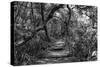 Awesome South Africa Collection B&W - African Forest II-Philippe Hugonnard-Stretched Canvas