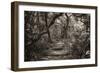 Awesome South Africa Collection B&W - African Forest III-Philippe Hugonnard-Framed Photographic Print