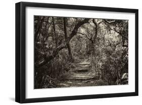 Awesome South Africa Collection B&W - African Forest III-Philippe Hugonnard-Framed Photographic Print