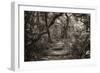 Awesome South Africa Collection B&W - African Forest III-Philippe Hugonnard-Framed Photographic Print