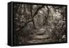 Awesome South Africa Collection B&W - African Forest III-Philippe Hugonnard-Framed Stretched Canvas