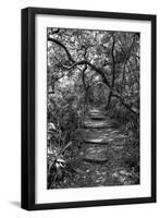 Awesome South Africa Collection B&W - African Forest-Philippe Hugonnard-Framed Photographic Print