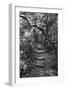 Awesome South Africa Collection B&W - African Forest-Philippe Hugonnard-Framed Photographic Print