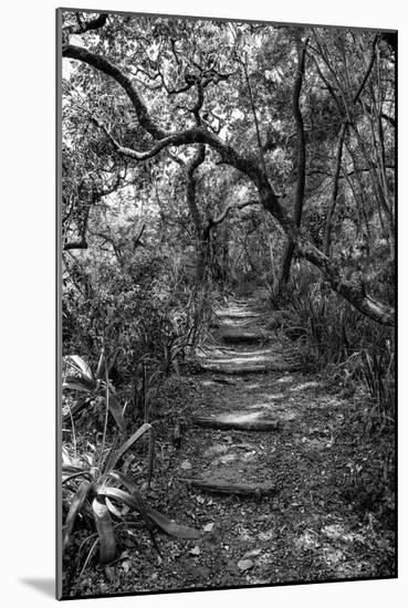 Awesome South Africa Collection B&W - African Forest-Philippe Hugonnard-Mounted Photographic Print