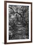 Awesome South Africa Collection B&W - African Forest-Philippe Hugonnard-Framed Photographic Print