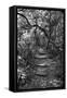 Awesome South Africa Collection B&W - African Forest-Philippe Hugonnard-Framed Stretched Canvas