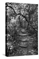 Awesome South Africa Collection B&W - African Forest-Philippe Hugonnard-Stretched Canvas