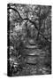 Awesome South Africa Collection B&W - African Forest-Philippe Hugonnard-Stretched Canvas