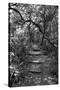 Awesome South Africa Collection B&W - African Forest-Philippe Hugonnard-Stretched Canvas