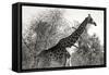 Awesome South Africa Collection B&W - African Giraffe II-Philippe Hugonnard-Framed Stretched Canvas